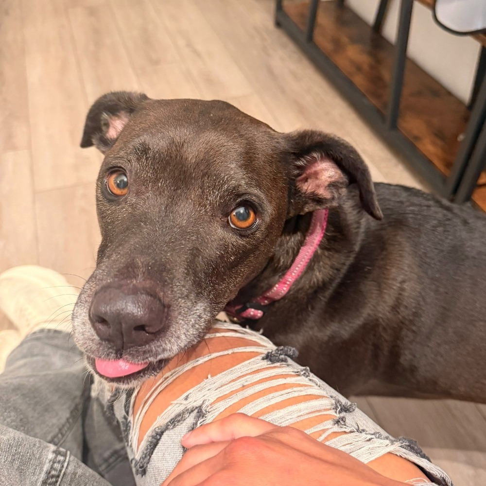 Pepper Porter