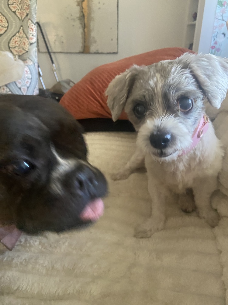 Betty White, Shih Tzu
