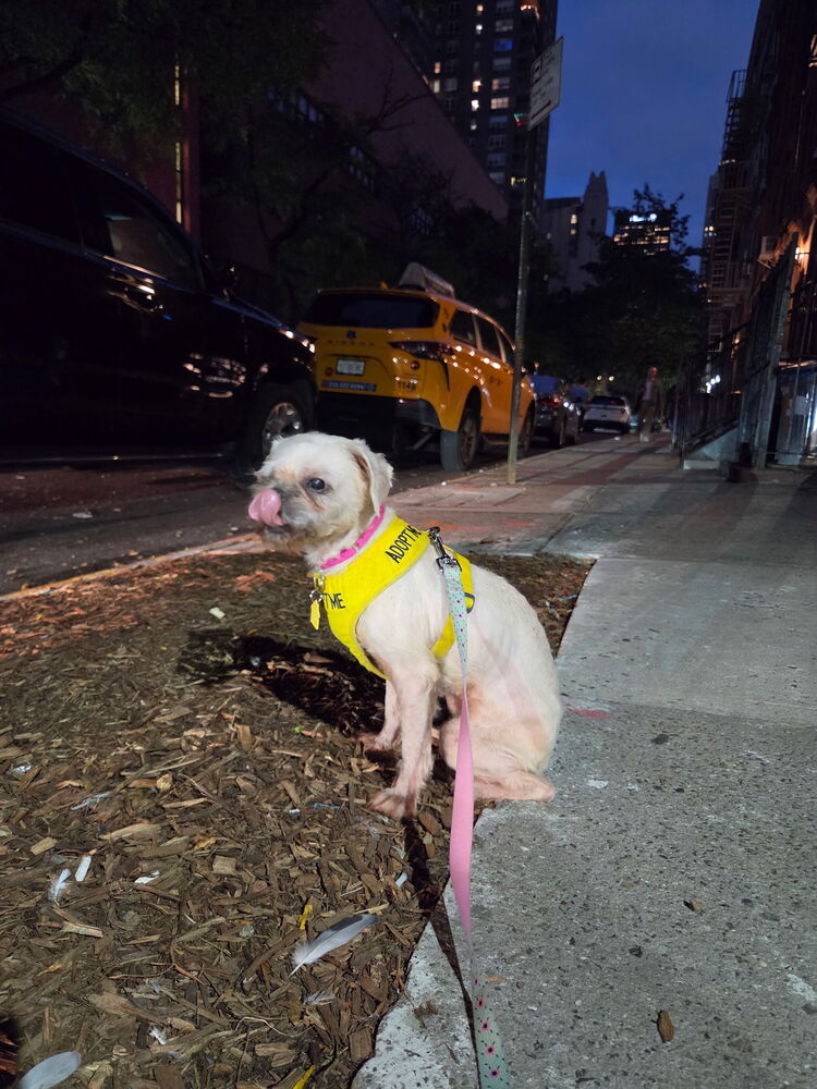 Kathy *FOSTER / FOSTER-TO-ADOPT NEEDED 10/1*