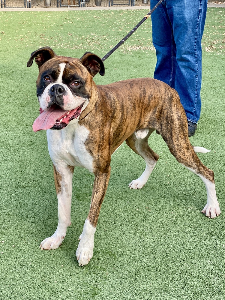 Photo of Brice II, adoptable Boxer in Austin, Texas