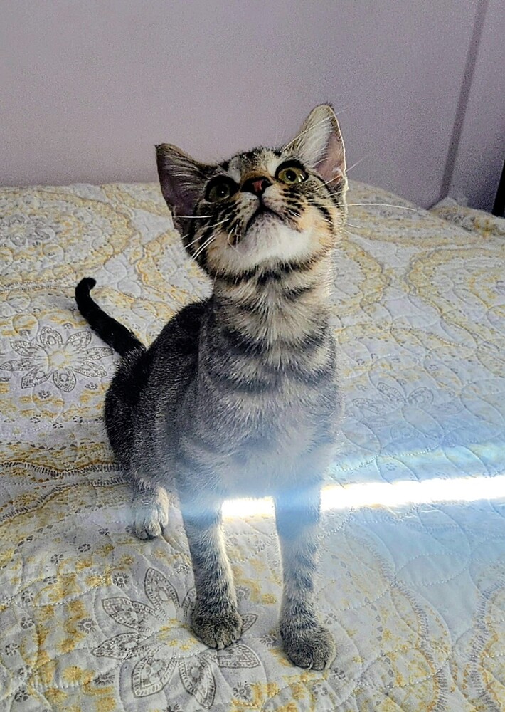 7923 Tabitha