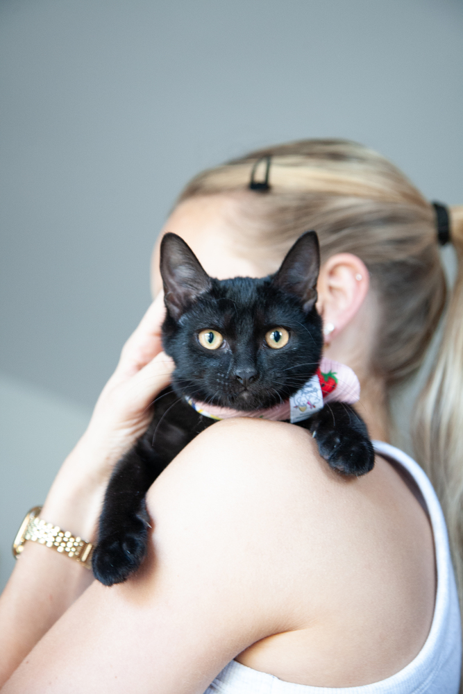Raven - Teen Kitten
