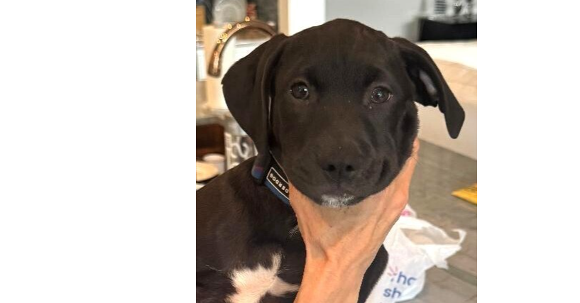 Sammie (Samson)