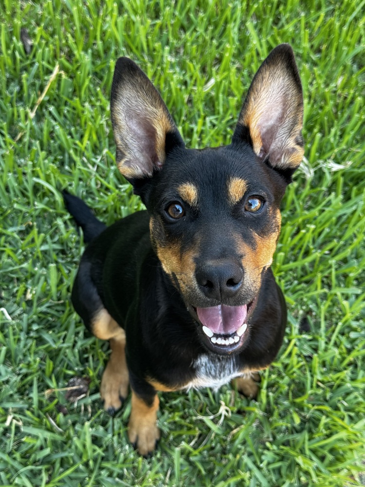 Beau