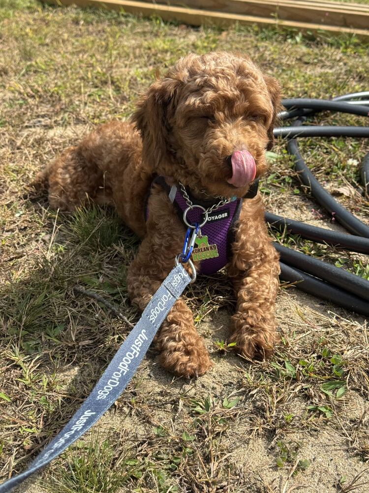 Miko, Poodle (Miniature)