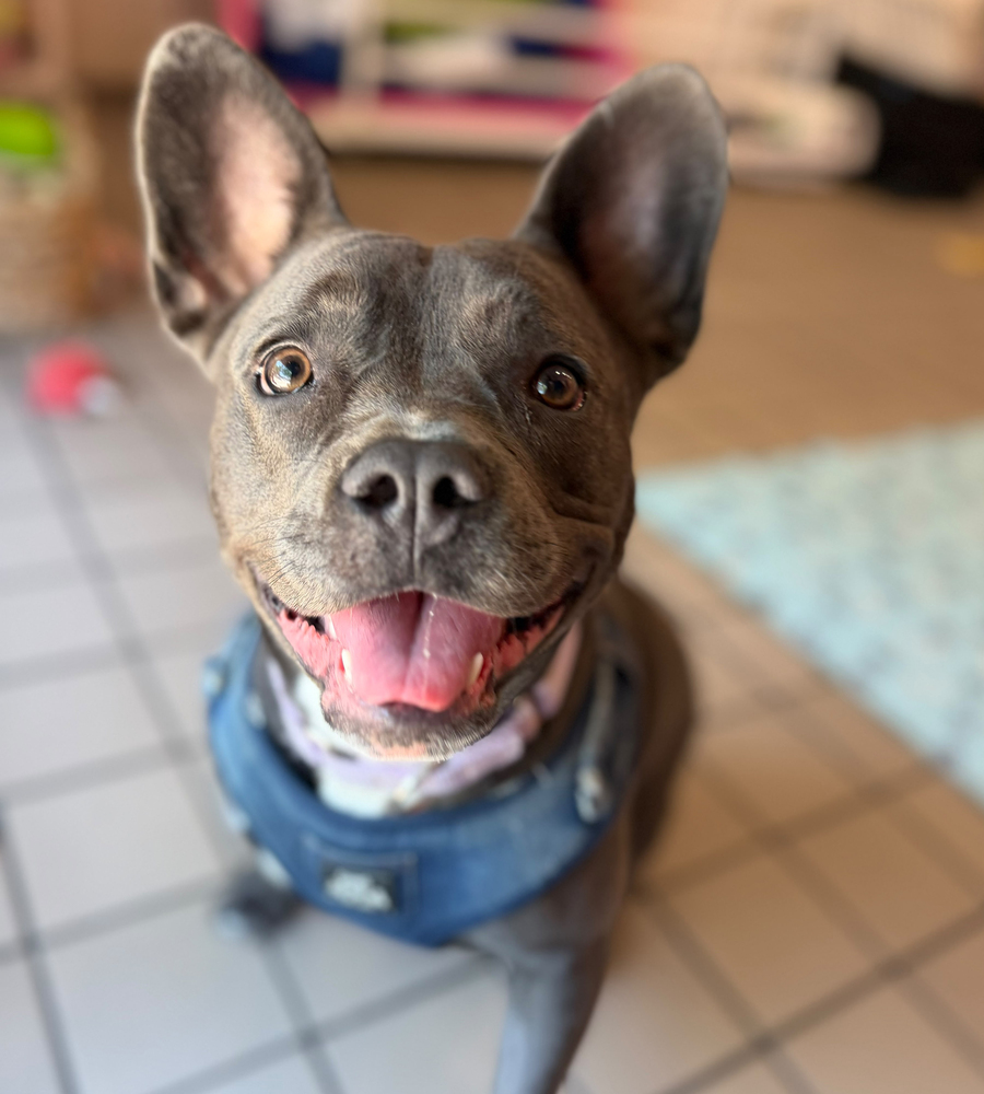 Dewey
