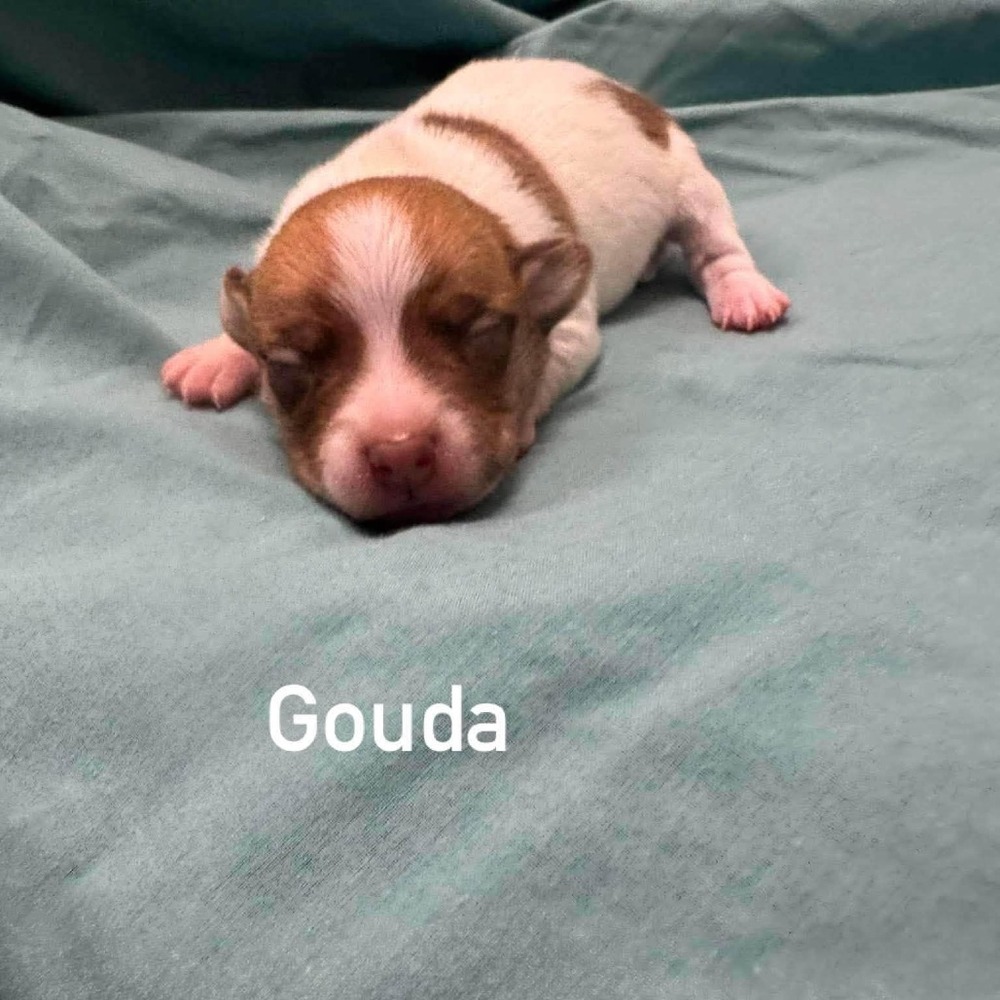 Gouda (p)