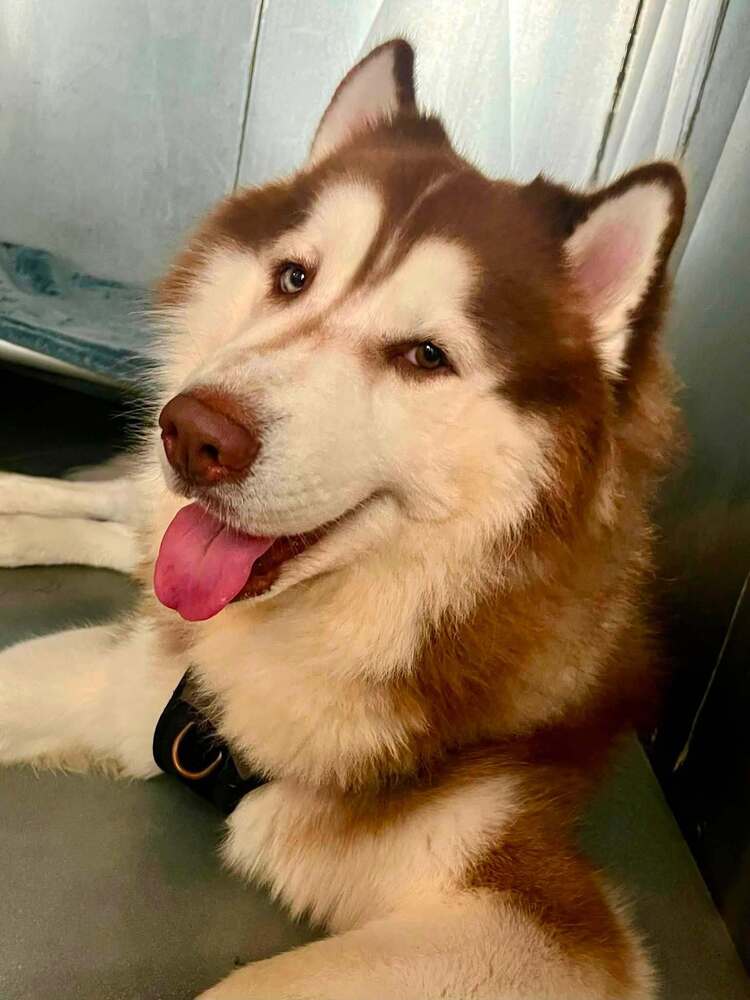 Simba, Siberian Husky