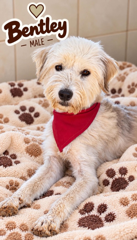 Photo of Bentley