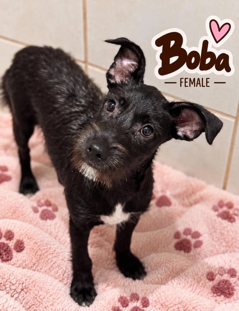 Photo of Boba