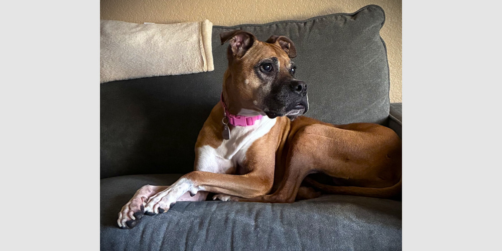 Photo of Kirby, adoptable Boxer in Austin, Texas