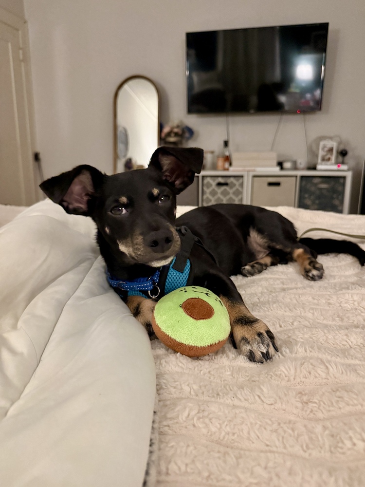 Photo of Bert, adoptable Miniature Dachshund in Eugene, Oregon