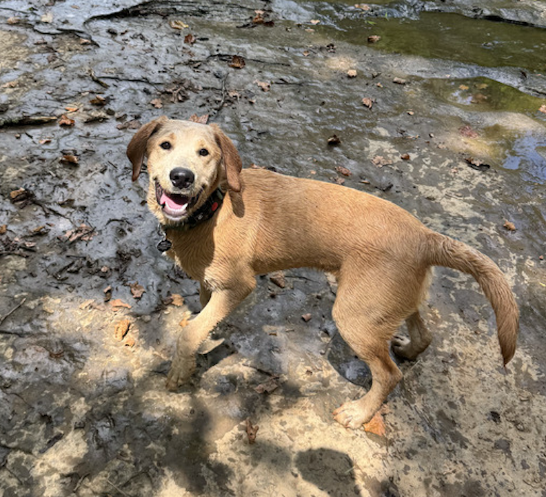 Auggie