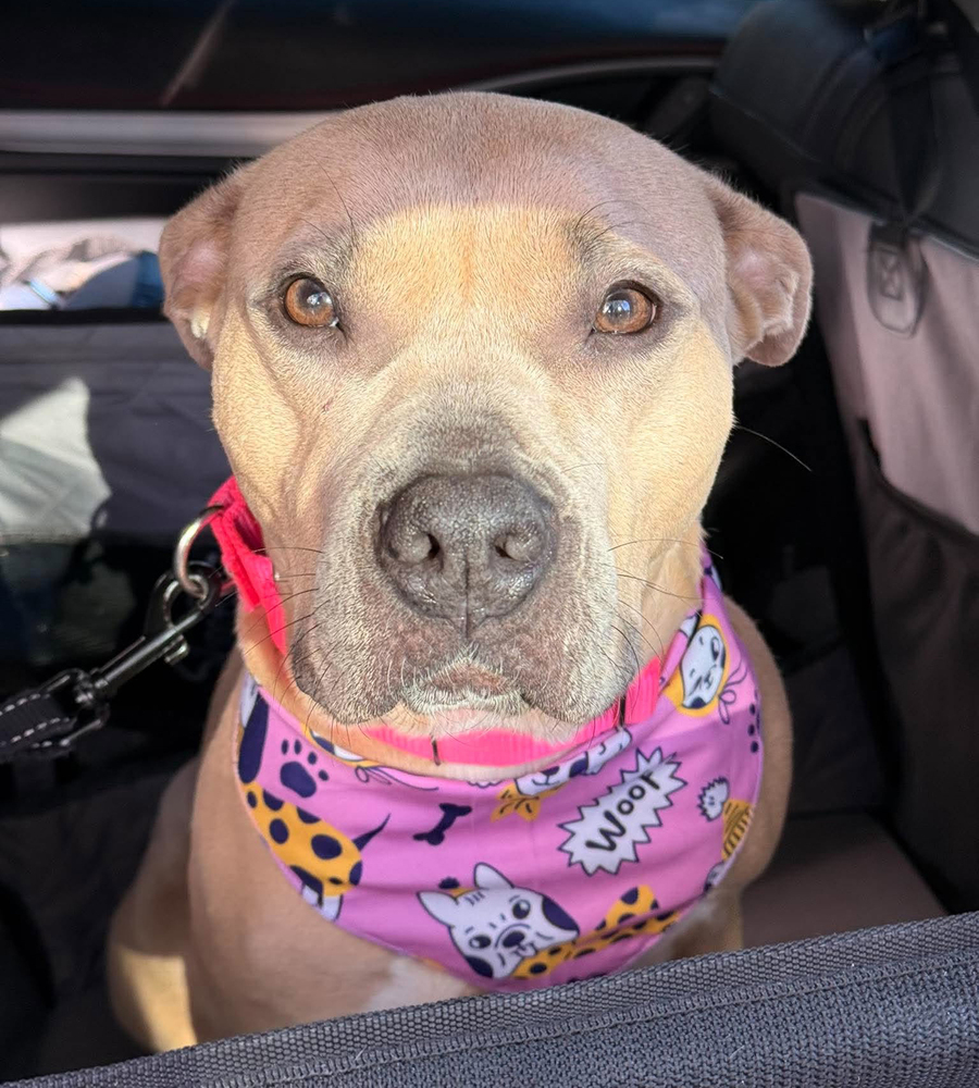Maude Pie