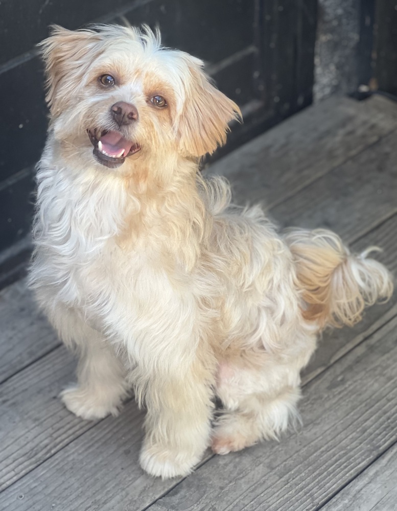 Photo of Cammie, adoptable Havanese in Dana Point, California