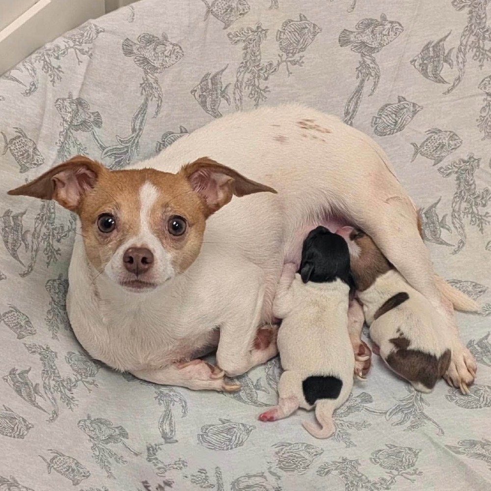 Brie Elle, Chihuahua/Mixed Breed