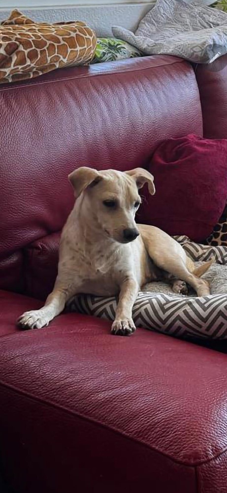 Bianca *FOSTER / FOSTER TO ADOPT*