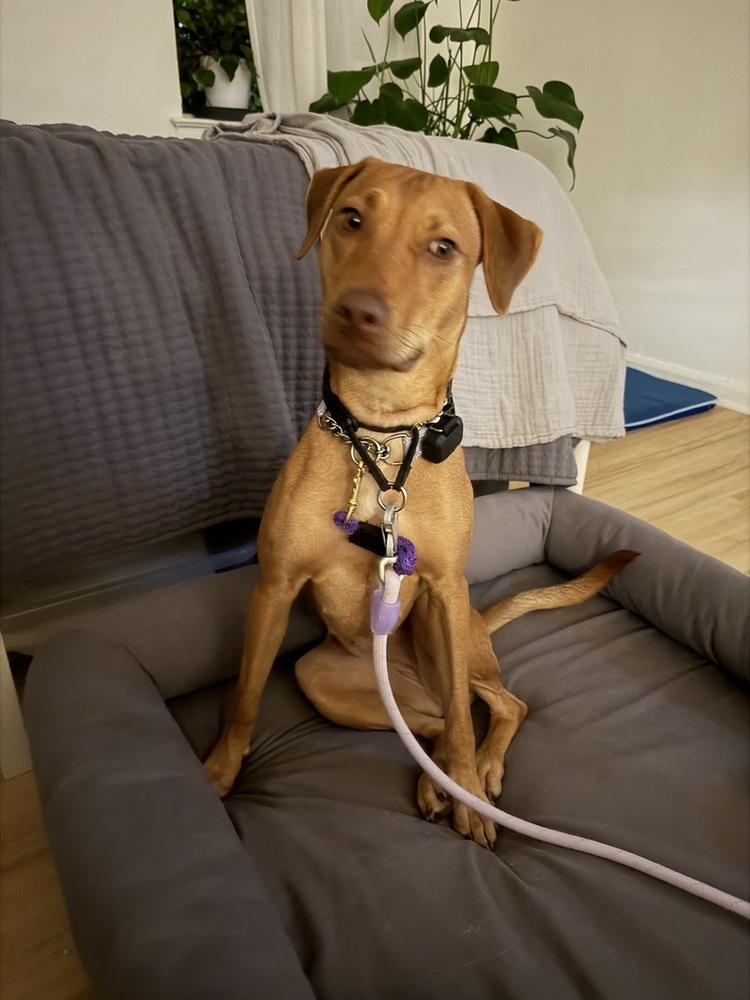 Maple, Vizsla