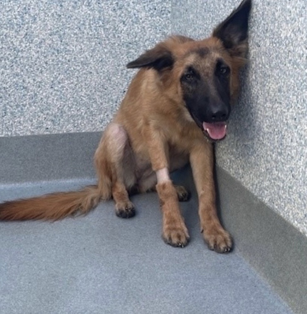 Jayne, German Shepherd Dog