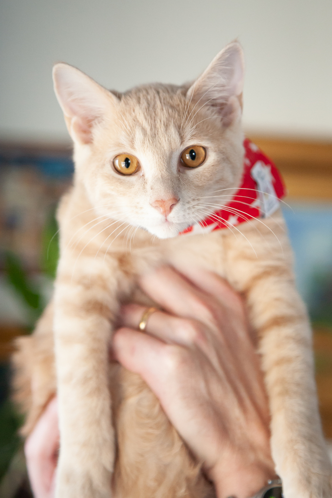 Denver - Teen Kitten