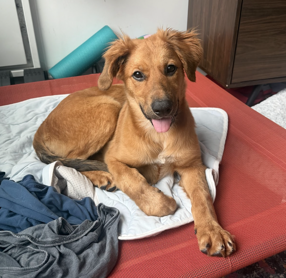 Photo of Samantha, adoptable Shepherds (All Types) in Brooklyn, New York