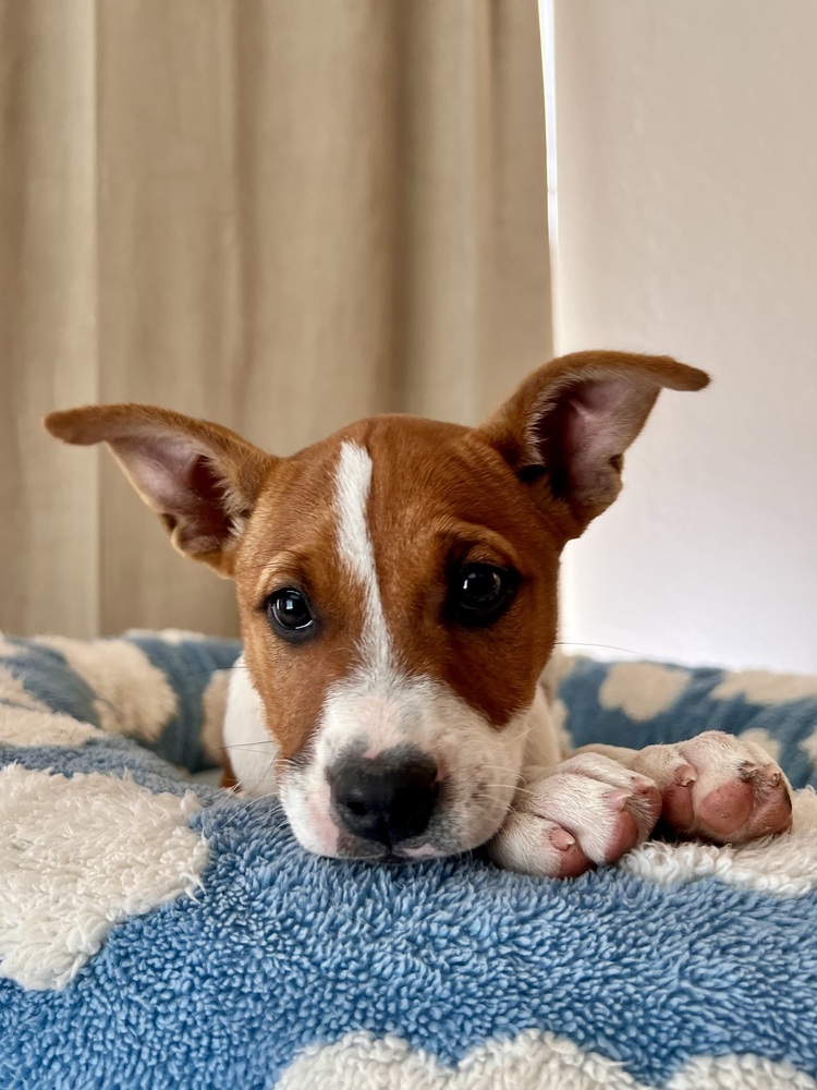 Photo of Sierra, adoptable Terriers (Medium) in Dana Point, California