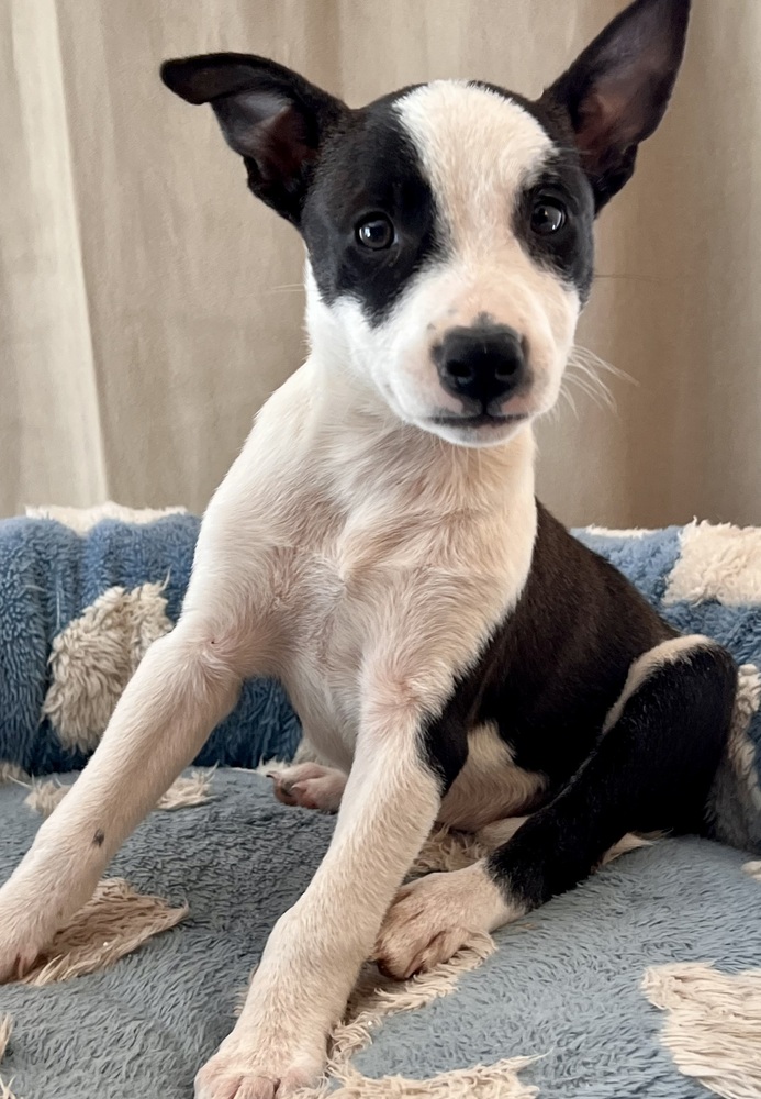 Photo of Tilly, adoptable Terriers (Medium) in Dana Point, California