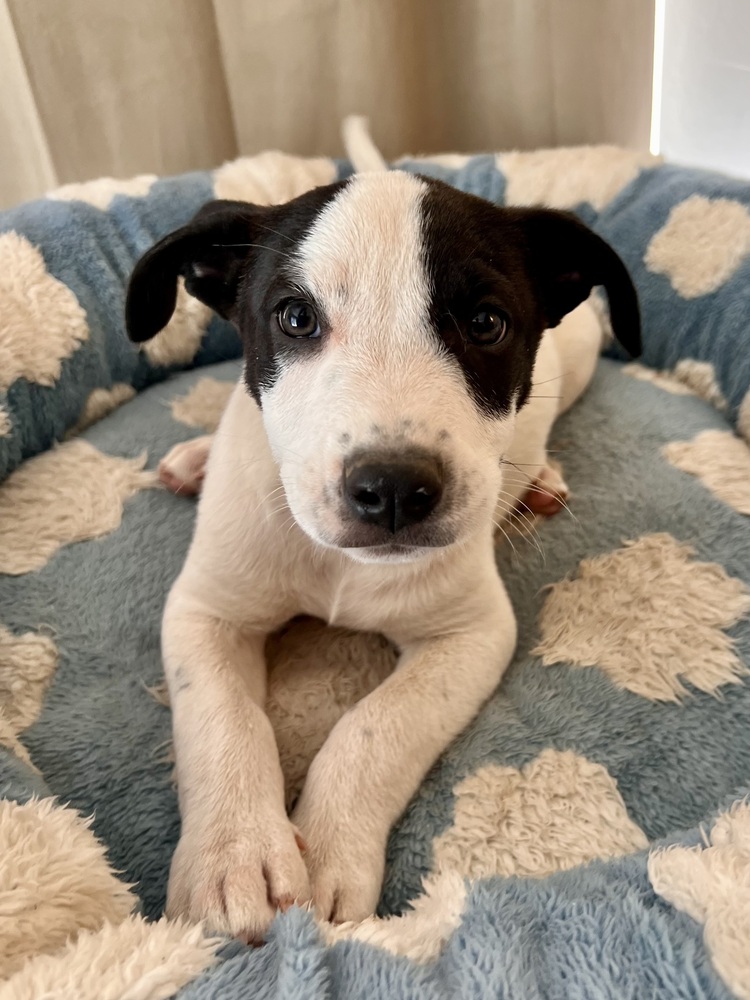 Photo of Scout, adoptable Terriers (Medium) in Dana Point, California