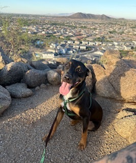 Photo of Roberman