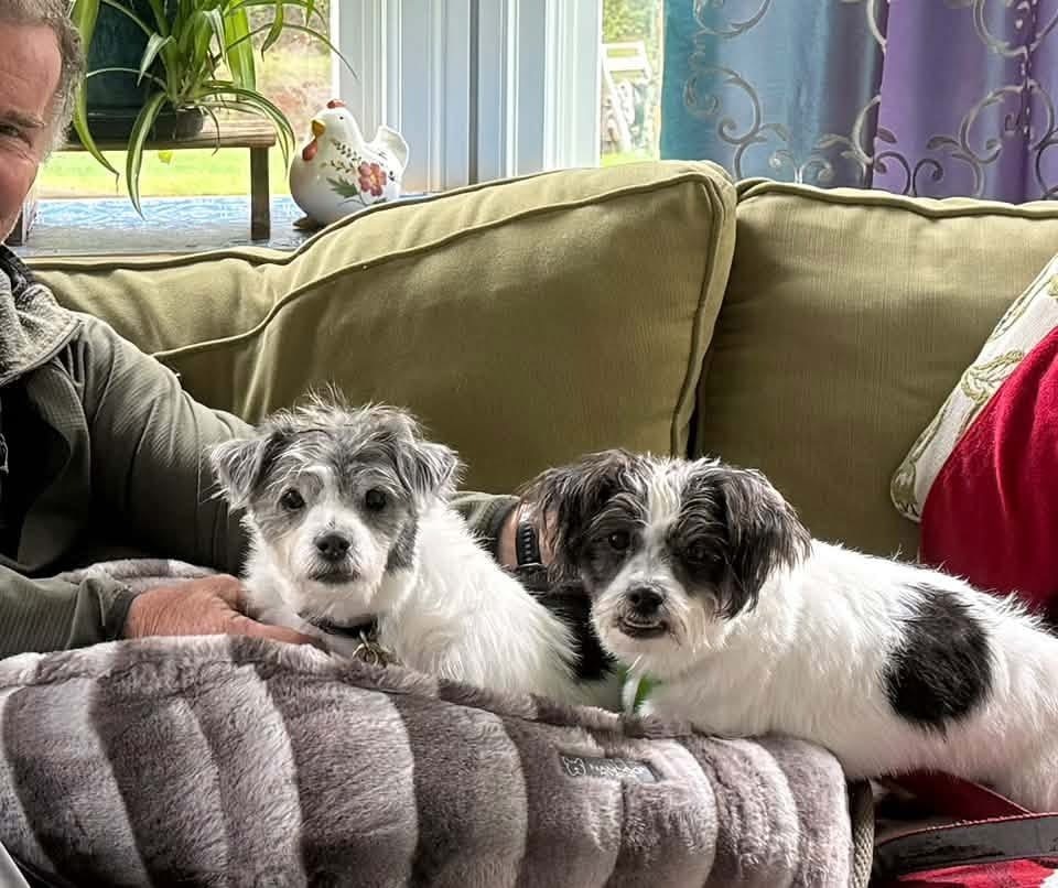 Photo of Lucia, adoptable senior Shih Tzu in Oak Bluffs, Massachusetts
