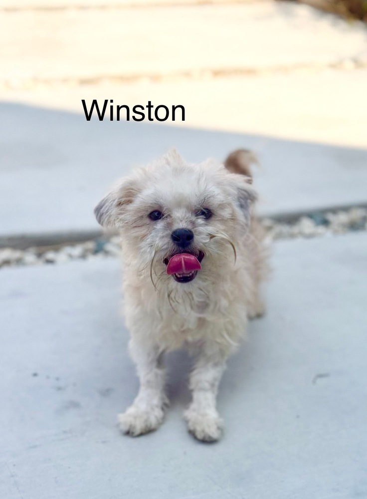 Winston #, Terriers (Medium)