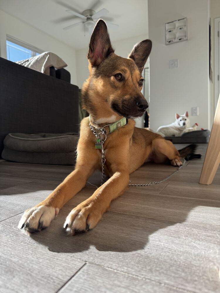 Yoshi