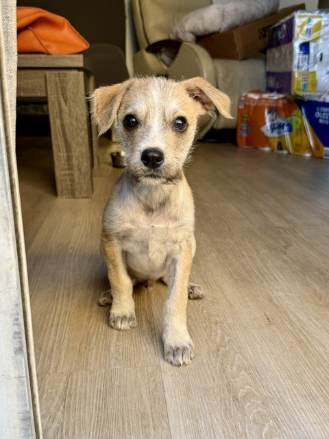 Photo of Bambi, adoptable Terrier (Unknown Type, Small) in Eugene, Oregon