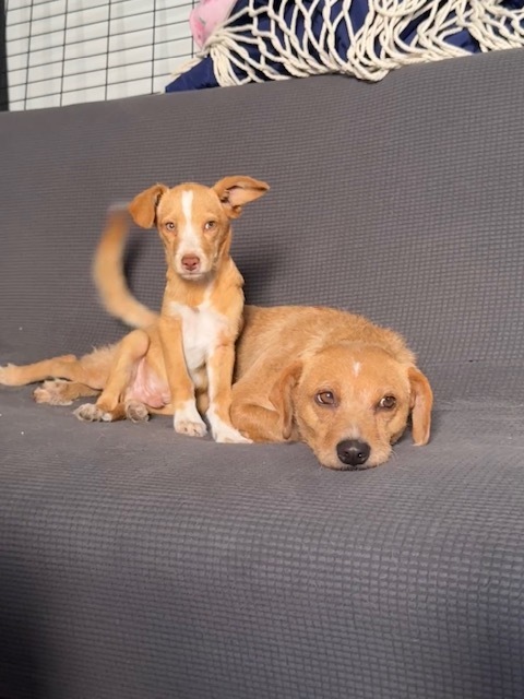 Bonnie, Terriers (Medium)