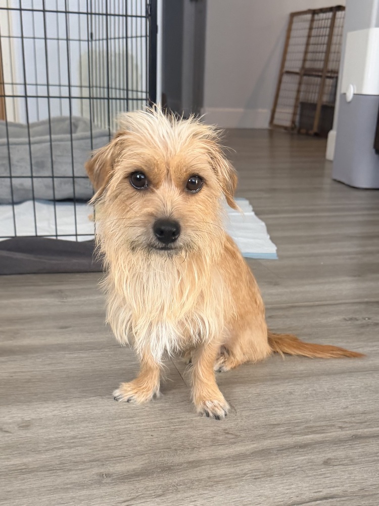 Photo of Clio, adoptable Terriers (Small) in Dana Point, California