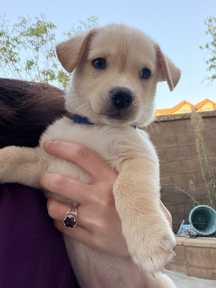 Photo of Bentley, adoptable Corgi in Dana Point, California