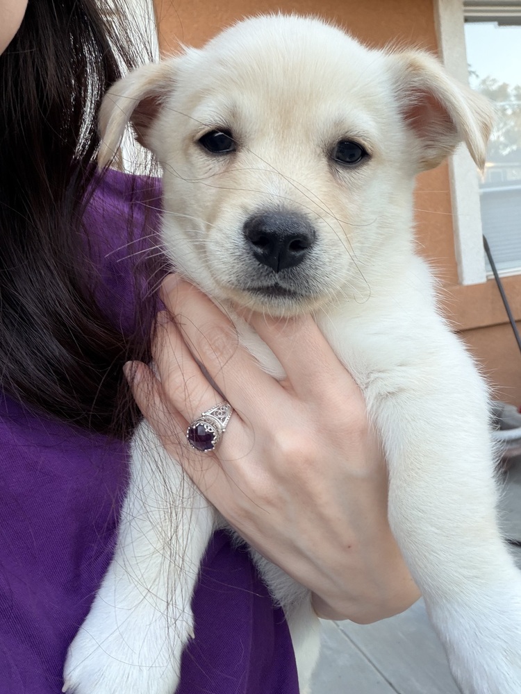 Photo of Lincoln, adoptable Corgi in Dana Point, California