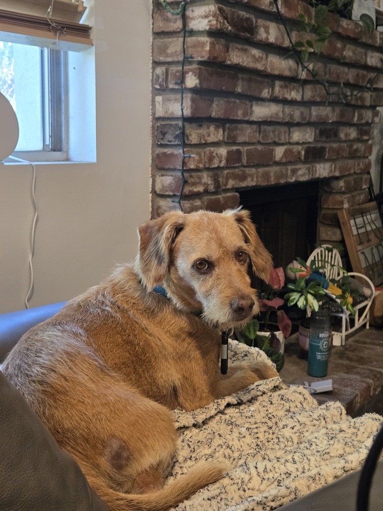 Photo of Max, adoptable senior Terriers (Medium) in Eugene, Oregon