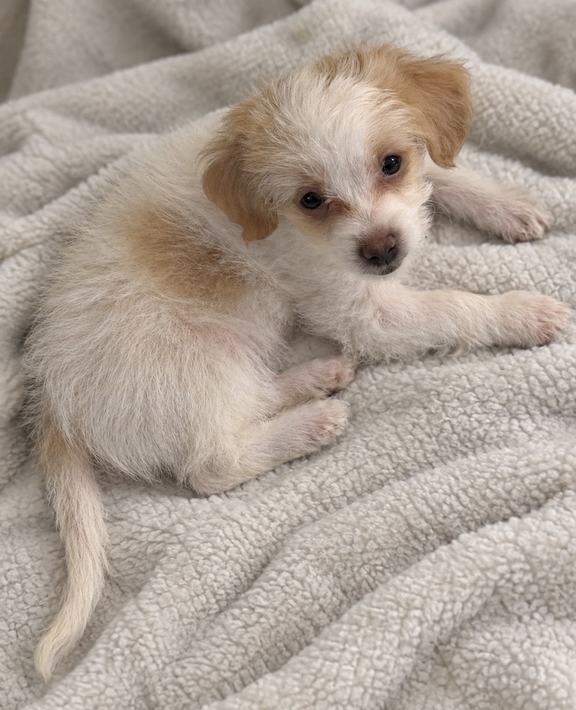 Photo of Sage, adoptable Maltese in Eugene, Oregon