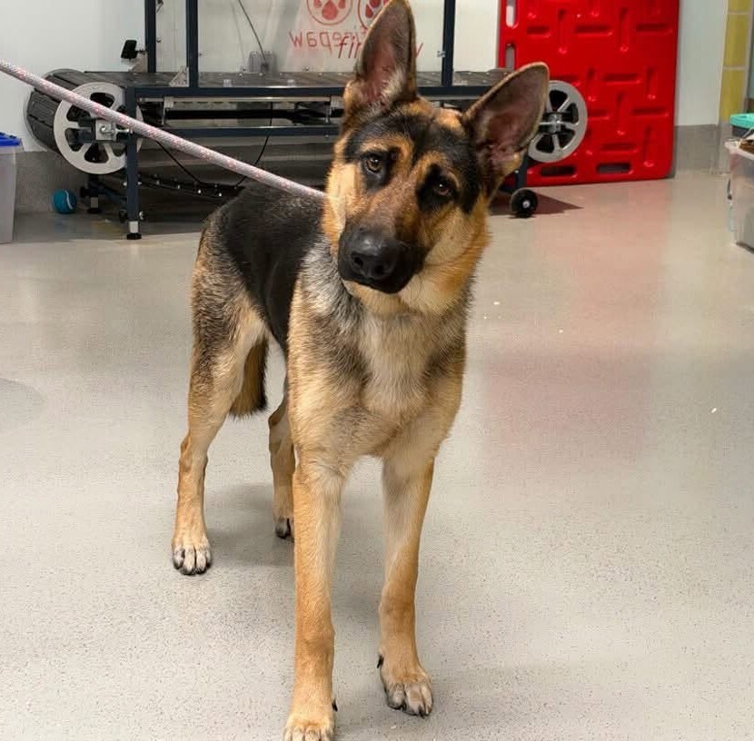 Chasey, German Shepherd Dog/Mixed Breed