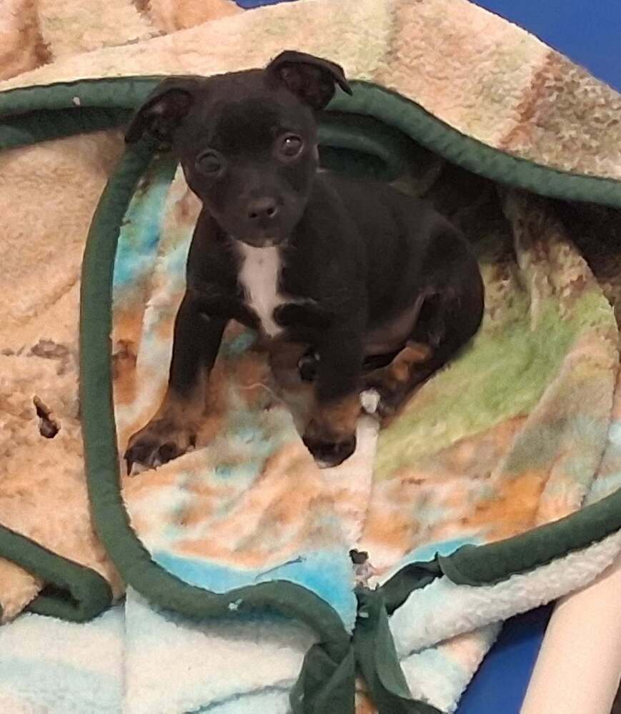 Photo of Chewy, adoptable Mixed Breed in Mountainair, New Mexico