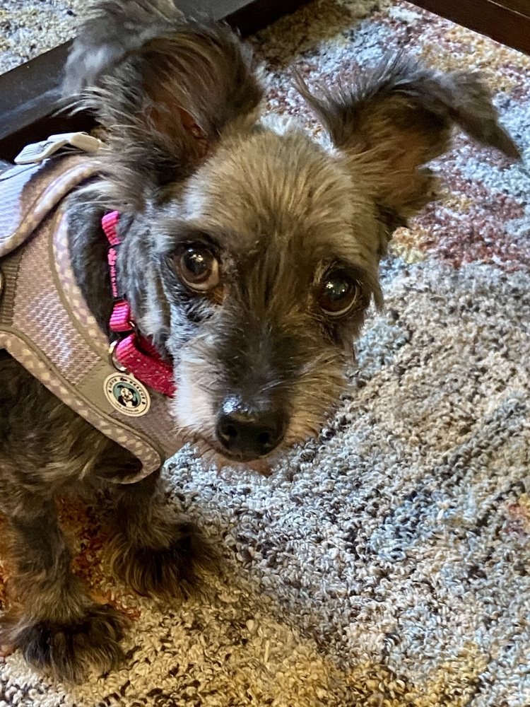 Pia, Terriers (Small)/Schnauzer (Miniature)