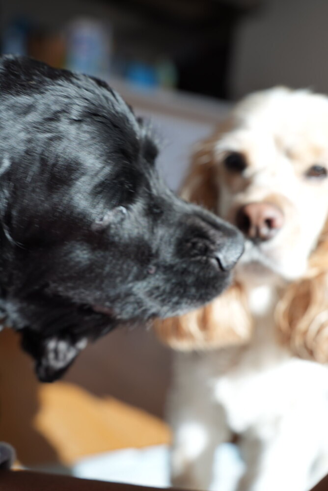 Jackson, Cocker Spaniel