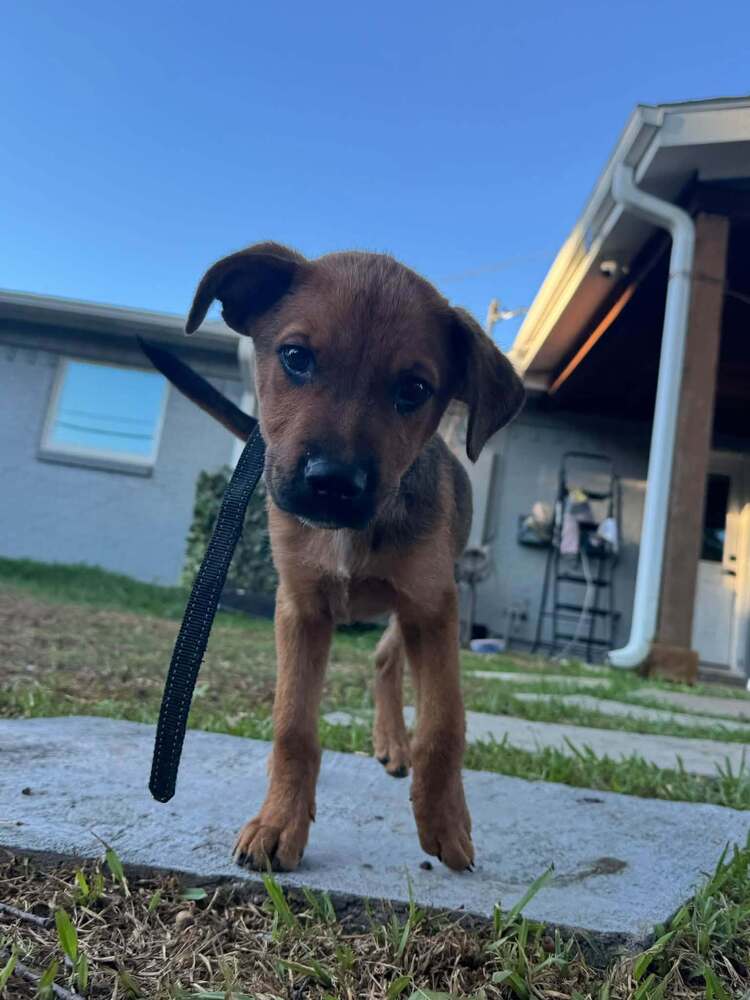 Fall Leaves Litter: Oakley