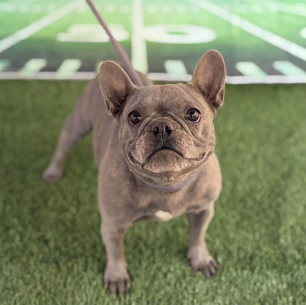 Clementine, French Bulldog/Mixed Breed