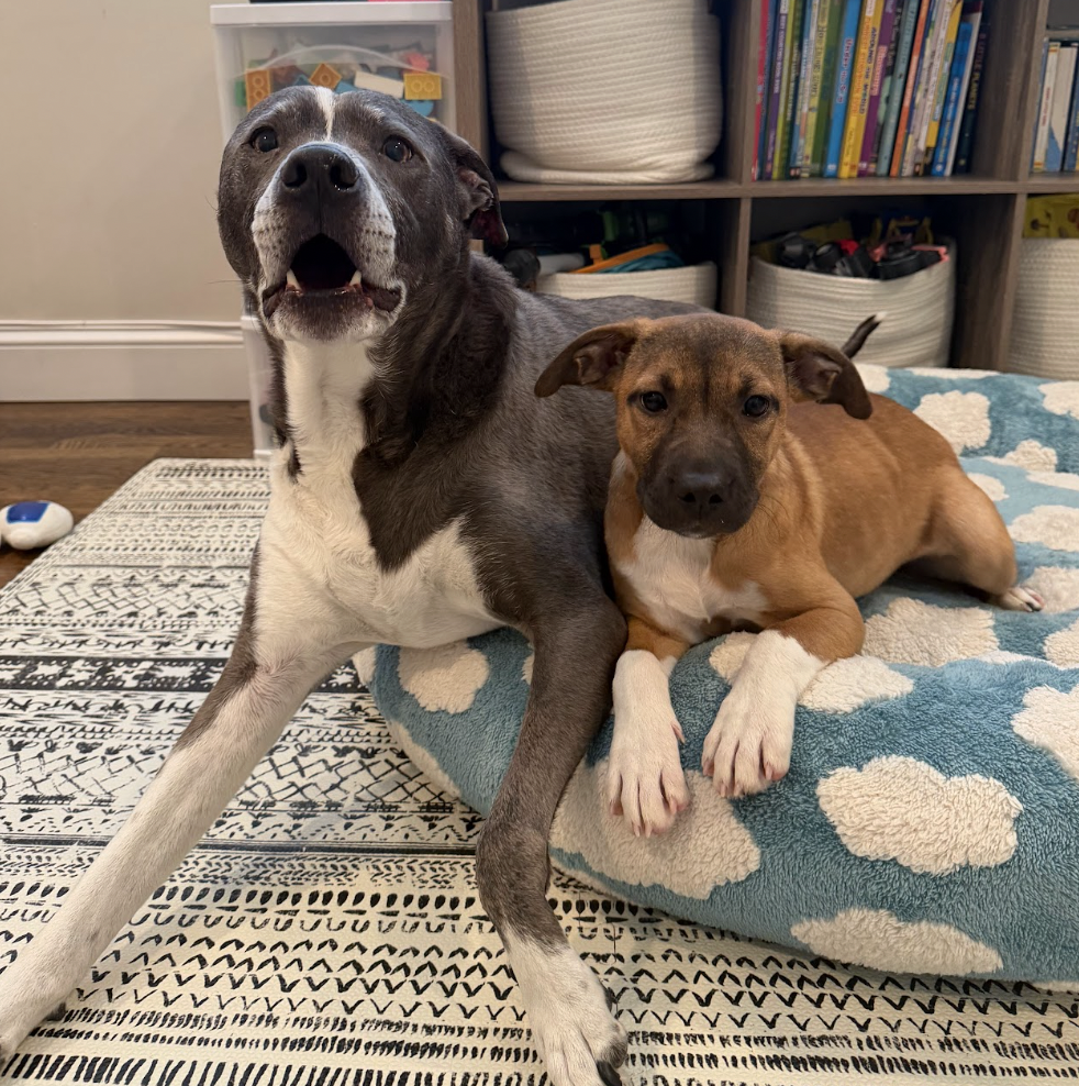 Photo of Pumpkin, adoptable Shepherds (All Types) in Brooklyn, New York
