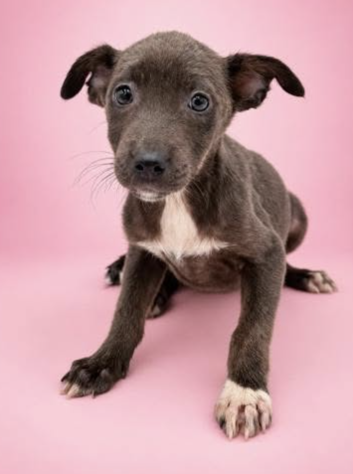 Photo of Blueberry, adoptable Shepherds (All Types) in Brooklyn, New York