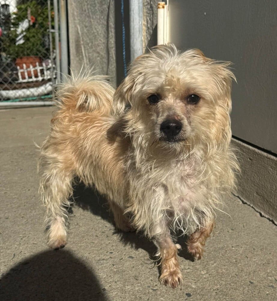 Bengi, Mixed Breed