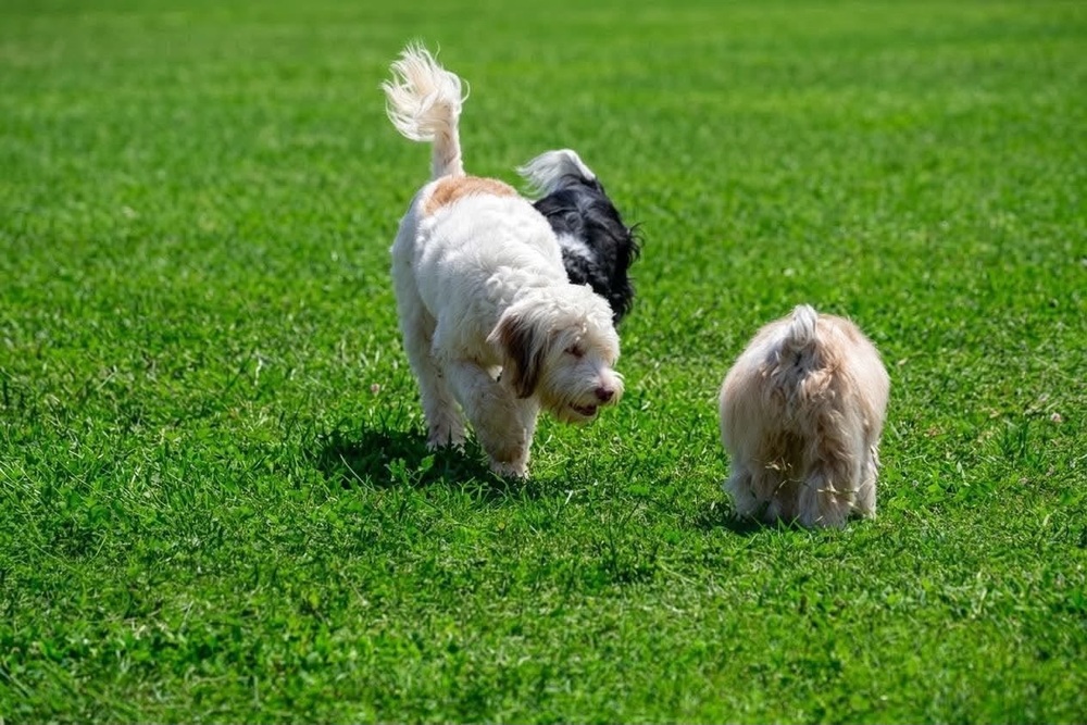 Photo of Polly, adoptable Poodle (Standard) in Oak Bluffs, Massachusetts