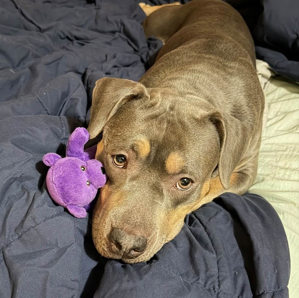 Brook Lynn, Mixed Breed